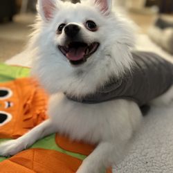 Ginger's Pet Rescue