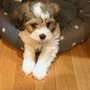 Photo of Best Behaved Dogs