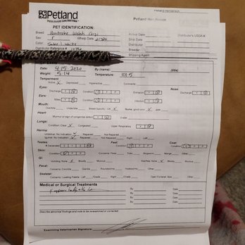 Petland Henderson - Petland's initial vet check up. I only covered her microchip number. - Pet Stores Near Me - Henderson, Nevada Petland Henderson - Petland's initial vet check up. I only covered her microchip number. - Pet Stores Near Me - Henderson, Nevada