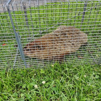 Ross Environmental Solutions - Pest Control Near Me - Franklinville, New Jersey Ross Environmental Solutions - Pest Control Near Me - Franklinville, New Jersey