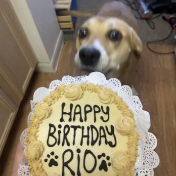 Three Dog Bakery - Birthday Cake - Pet Stores Near Me - Albuquerque, New Mexico