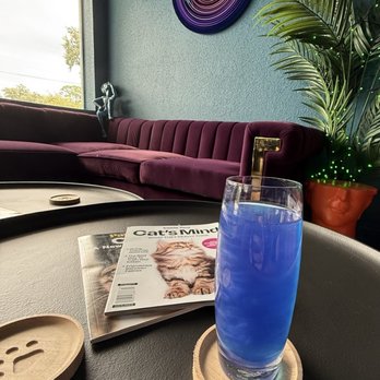 AstroKat Kava - Cat themed kava bar. Love all the cat stuff everywhere! - Coffee & Tea Near Me - Port Orange, Florida AstroKat Kava - Cat themed kava bar. Love all the cat stuff everywhere! - Coffee & Tea Near Me - Port Orange, Florida