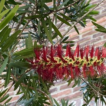 Cafe Karibo - Bottle brush bush outside - Seafood Near Me - Fernandina Beach, Florida Cafe Karibo - Bottle brush bush outside - Seafood Near Me - Fernandina Beach, Florida