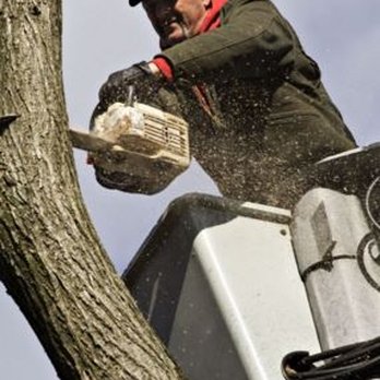 Tree Service Henderson - Tree Removal - Tree Services Near Me - Henderson, Nevada Tree Service Henderson - Tree Removal - Tree Services Near Me - Henderson, Nevada