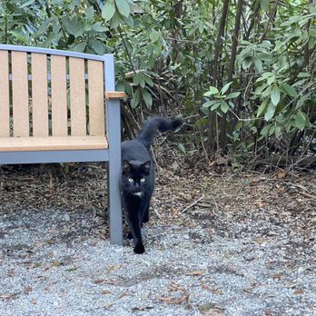 McLeod Plantation Historic Site - Good luck kitty! - Landmarks & Historical Buildings Near Me - Charleston, South Carolina McLeod Plantation Historic Site - Good luck kitty! - Landmarks & Historical Buildings Near Me - Charleston, South Carolina