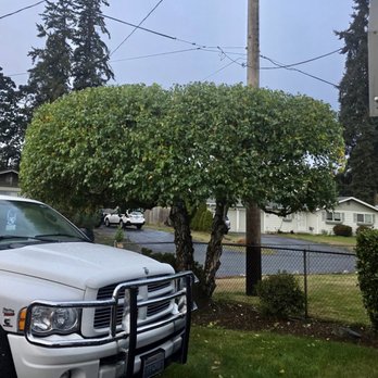 Hyrule Construction and Tree Service - Trimmed tree - Tree Services Near Me - Graham, Washington Hyrule Construction and Tree Service - Trimmed tree - Tree Services Near Me - Graham, Washington