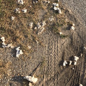 Reyna's Cafe - Cotton washed onto the roadside thanks to Hurricane Harvey. - Cafes Near Me - Hungerford, Texas Reyna's Cafe - Cotton washed onto the roadside thanks to Hurricane Harvey. - Cafes Near Me - Hungerford, Texas