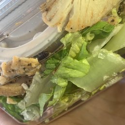A COCKROACH in Panera Chicken Cesar Salad
