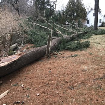 New England Tree Masters - Tree Services Near Me - Boxborough, Massachusetts