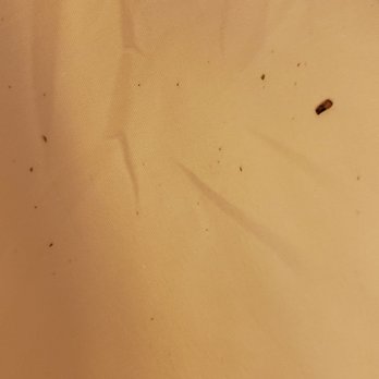 San Ramon Marriott - Found this on my "clean" sheets... - Hotels Near Me - San Ramon, California