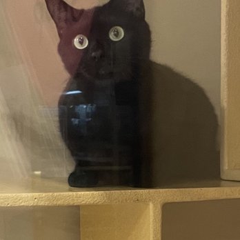 PetSmart - She's pending adoption :) - Pet Groomers Near Me - Lawnside, New Jersey PetSmart - She's pending adoption :) - Pet Groomers Near Me - Lawnside, New Jersey