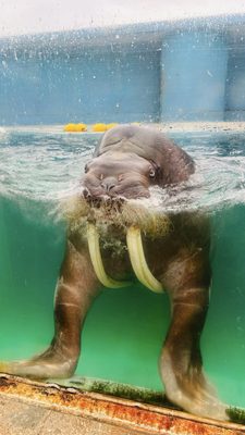 Otaru Aquarium by null