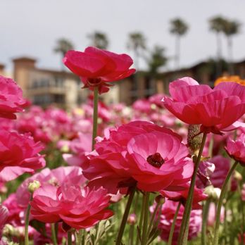 The Flower Fields - Venues & Event Spaces Near Me - Carlsbad, California