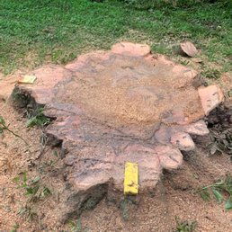 The stump before grinding. The stump before grinding.