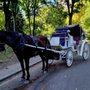 Photo of Official Central Park Horse & Carriage Rides