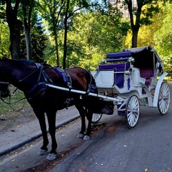 Official Central Park Horse & Carriage Rides