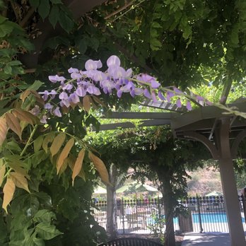 Vino Bello Resort - Wisteria vine in bloom. - Resorts Near Me - Napa, California