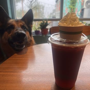 Curioso Coffee Bar - Ernie very excited for his pup cup! Posing in front of a window looking into riverfront patio & food truck - Coffee Roasteries Near Me - Minneapolis, Minnesota