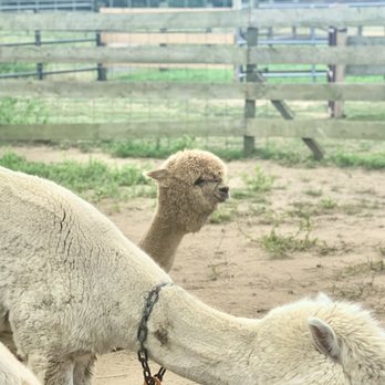 Island Alpaca - Knitting Supplies Near Me - Oak Bluffs, Massachusetts