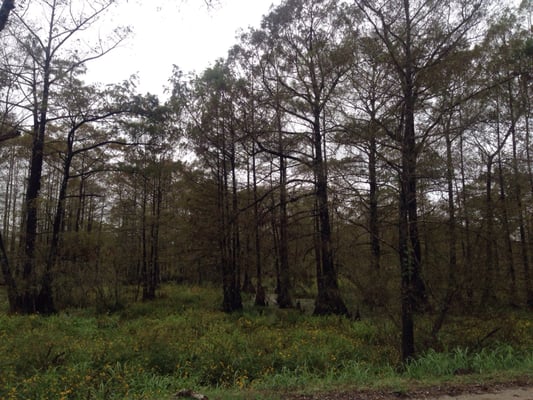 Cypress Island Preserve by null