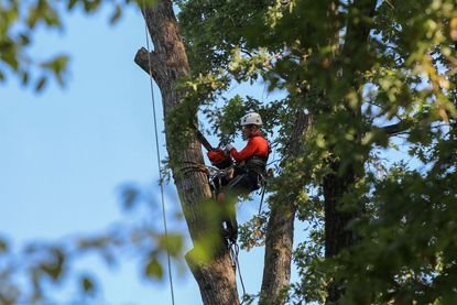 Slide of Mena Tree Service