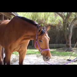 Miami International Riding Club - The amenities available for boarders are the best in town, 24/7 security and attention to your horse.