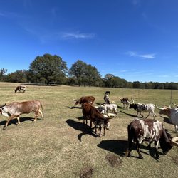Choctafaula Pumpkin Patch