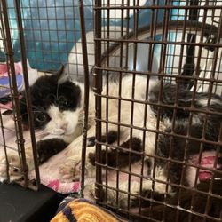 St. Francis Animal Clinic - Tara, male stray now without a suffering. Over the Rainbow Bridge to meet his feline friends!!