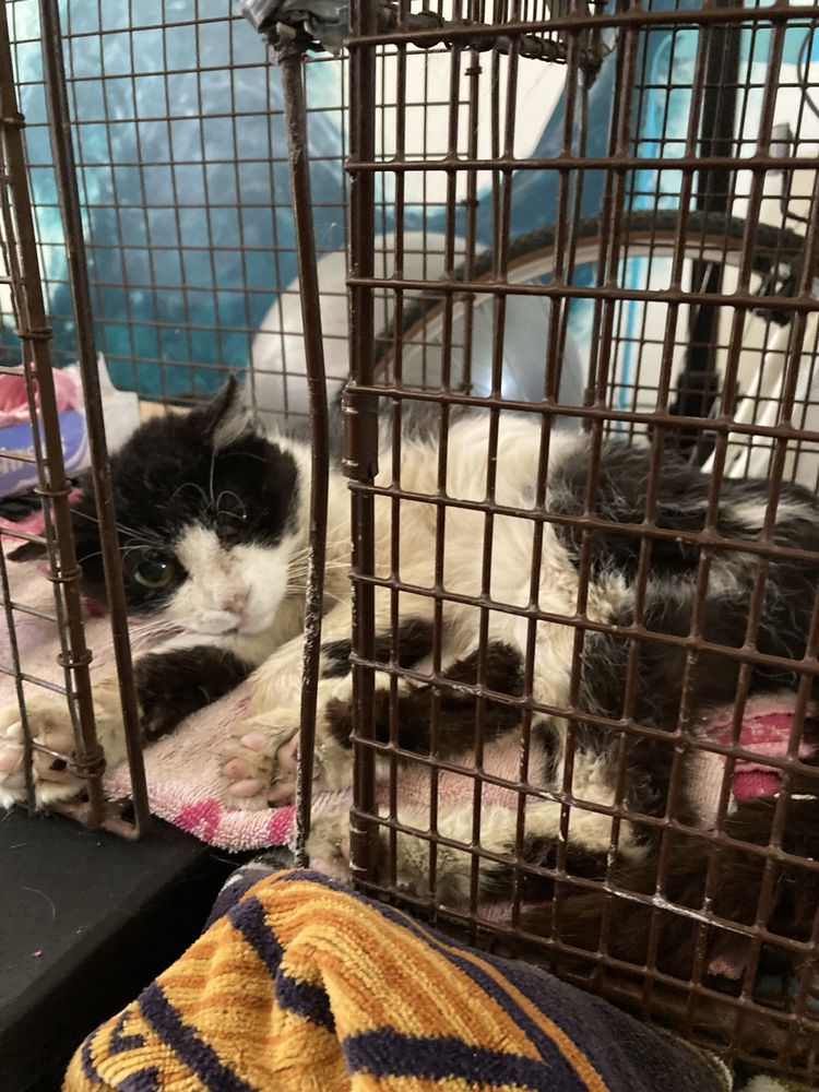 ST. FRANCIS ANIMAL CLINIC Updated October 2024 17 Photos & 42