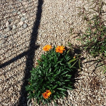 Desert Affects Landscaping - Low growing accent plants provide pop of color. - Landscaping Near Me Desert Affects Landscaping - Low growing accent plants provide pop of color. - Landscaping Near Me