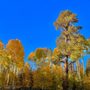 Photo of Aspen Nature Loop