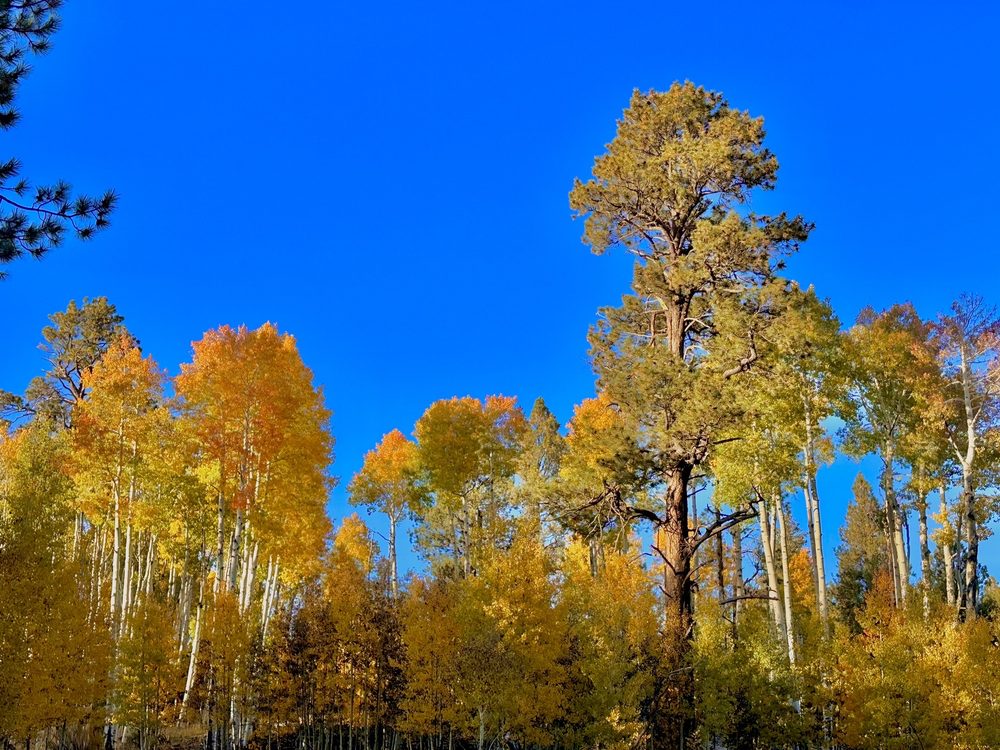 Aspen Nature Loop Logo