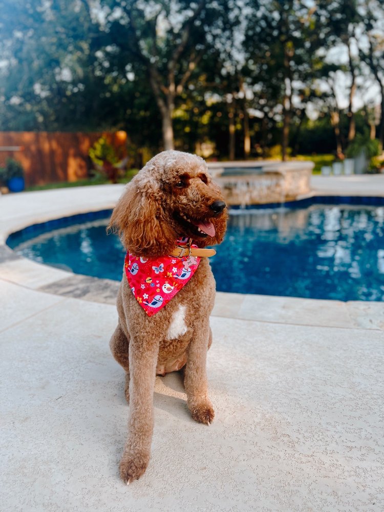 BARKING OAKS PET RESORT Updated August 2024 24 Photos & 24 Reviews