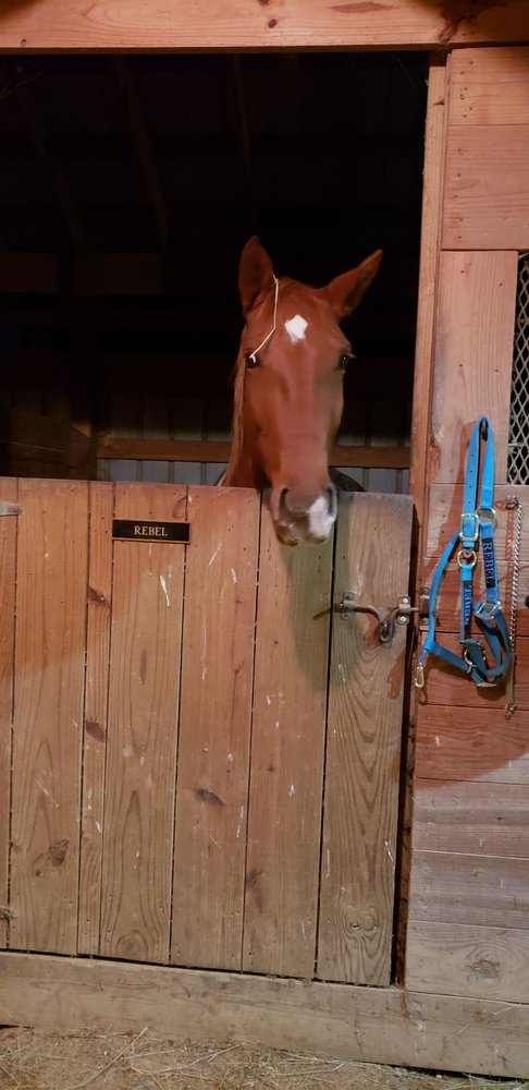 Lazy A Ranch & Stables - equestrian in Powell, TN