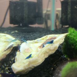 The Glass Box Tropical Fish - Blue Velvet Shrimp