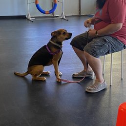 Maisy sitting when asked Maisy sitting when asked