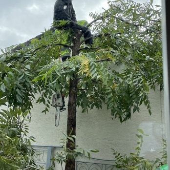 Environmental Tree Service - Tree Services Near Me - Sacramento, California Environmental Tree Service - Tree Services Near Me - Sacramento, California