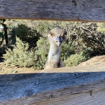 Ostrichland USA - Emu - Attraction Farms Near Me - Solvang, California Ostrichland USA - Emu - Attraction Farms Near Me - Solvang, California
