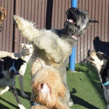 Dogs Rule Resort - Spring break is fun!!! Oh and Dogs Rule Resort offers pick up and delivery!! Yay - Pet Groomers Near Me - Keller, Texas Dogs Rule Resort - Spring break is fun!!! Oh and Dogs Rule Resort offers pick up and delivery!! Yay - Pet Groomers Near Me - Keller, Texas