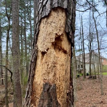 LTRC-Tree Specialists - Tree Services Near Me - Alpharetta, Georgia