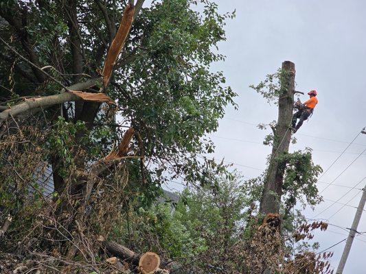 EMMANUEL TREE SERVICE - Updated May 2026 - 11 Photos - 2027 Read St ...