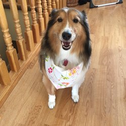 Paradise Paw Spa