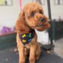 Photo of You Heavenly Dog