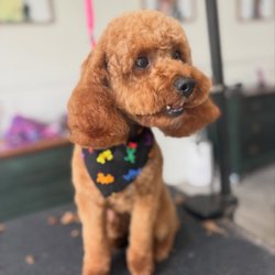 You Heavenly Dog