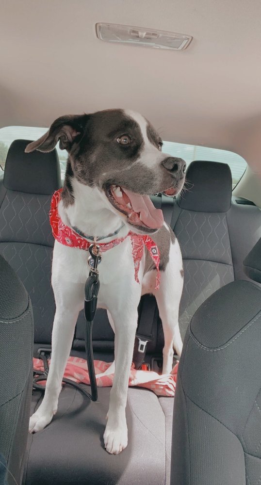 PET SPA GROOMING BY PATTY B Updated September 2024 47 Photos & 18