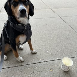 Pupcup for the little dude.