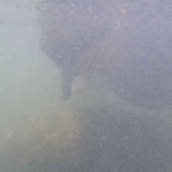 Manatee Tour And Dive - Scuba Diving Near Me - Crystal River, Florida Manatee Tour And Dive - Scuba Diving Near Me - Crystal River, Florida