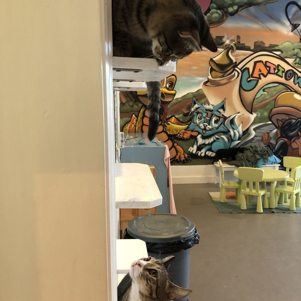 Cat Town - Animal Shelters Near Me - Oakland, California Cat Town - Animal Shelters Near Me - Oakland, California