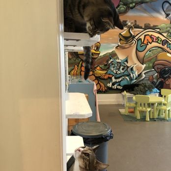Cat Town - Animal Shelters Near Me - Oakland, California Cat Town - Animal Shelters Near Me - Oakland, California