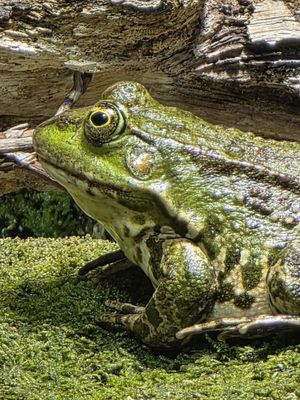 Alpenzoo Innsbruck - Tirol by null